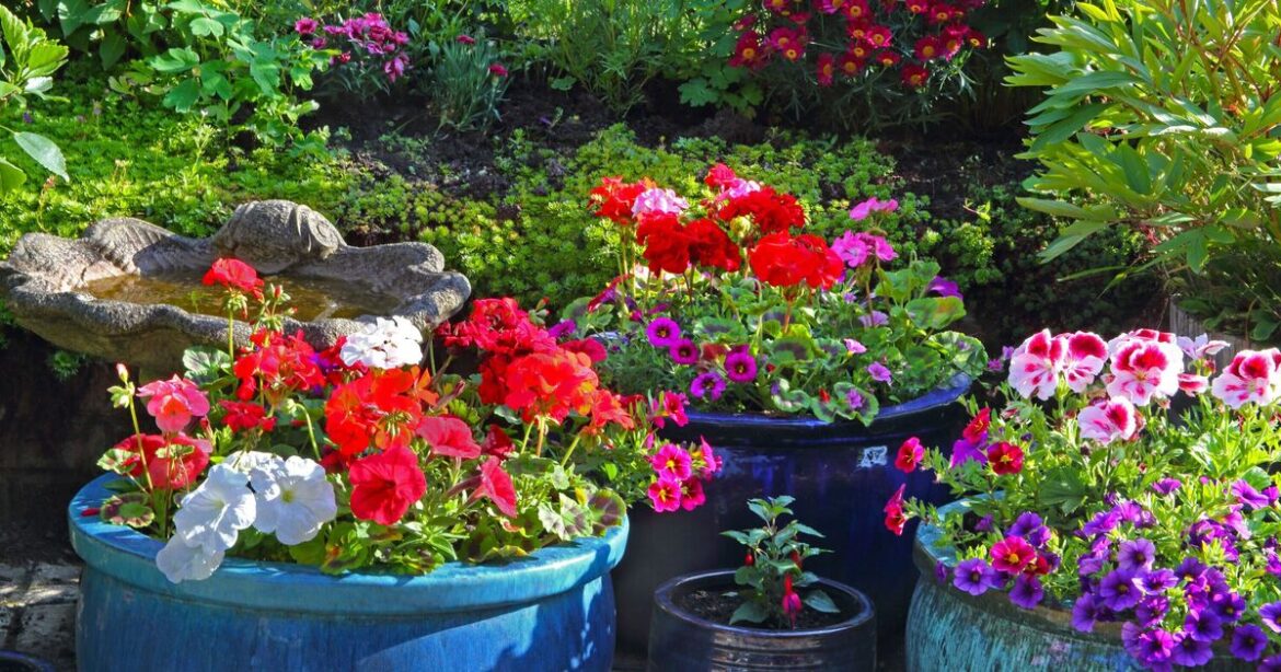 Five low-effort plants that add beautiful colour to gardens