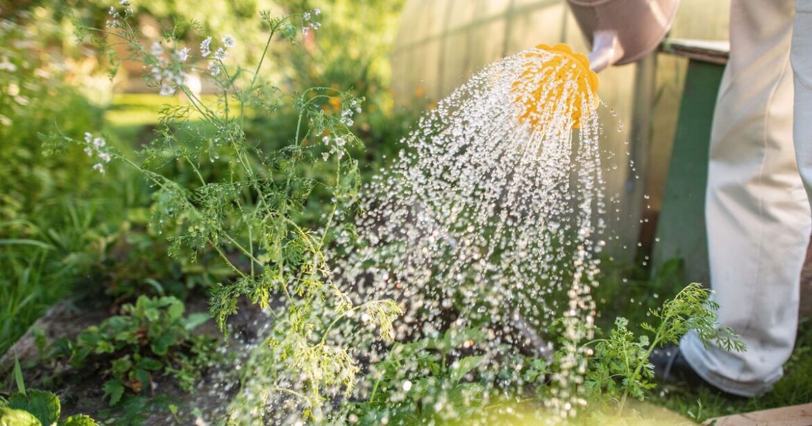 Brits warned against popular garden watering hack that could be killing plants Brits warned against popular garden watering hack that could be killing plants