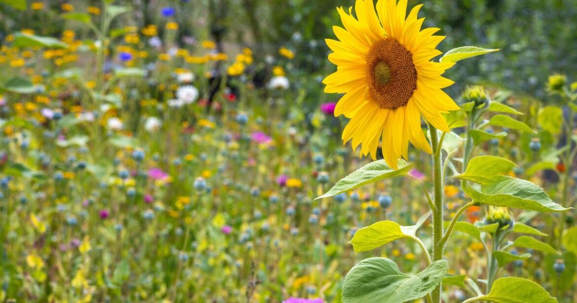 Gardeners urged not to make 1 common mistake when planting sunflowers