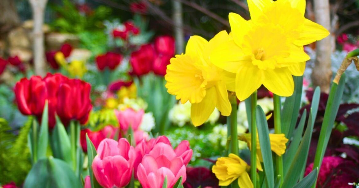 Daffodils and tulips will bloom brilliantly if gardeners avoid 1 mistake in May