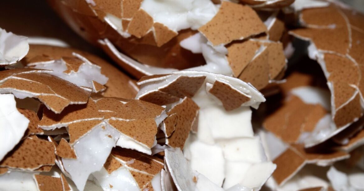 Mixing eggshells with 1 ingredient makes them ‘great for gardens’ Mixing eggshells with 1 ingredient makes them 'great for gardens'