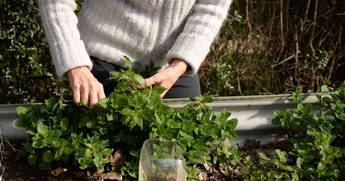 Gardeners with mint in their gardens urged to do one thing