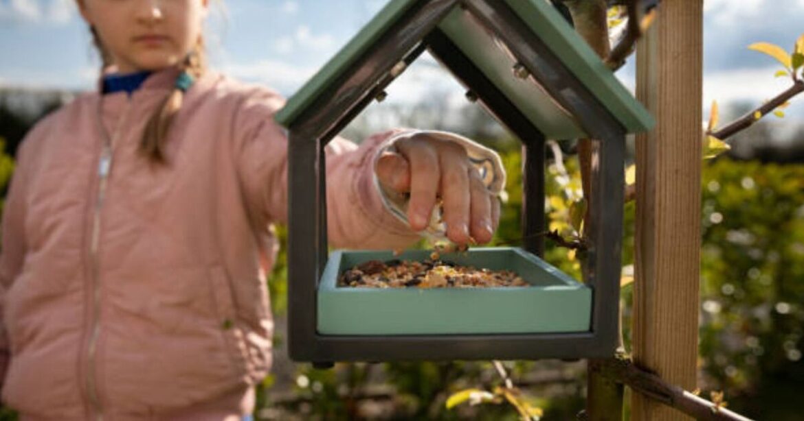 Gardeners urged to leave grated cheese on bird tables Gardeners urged to leave grated cheese on bird tables