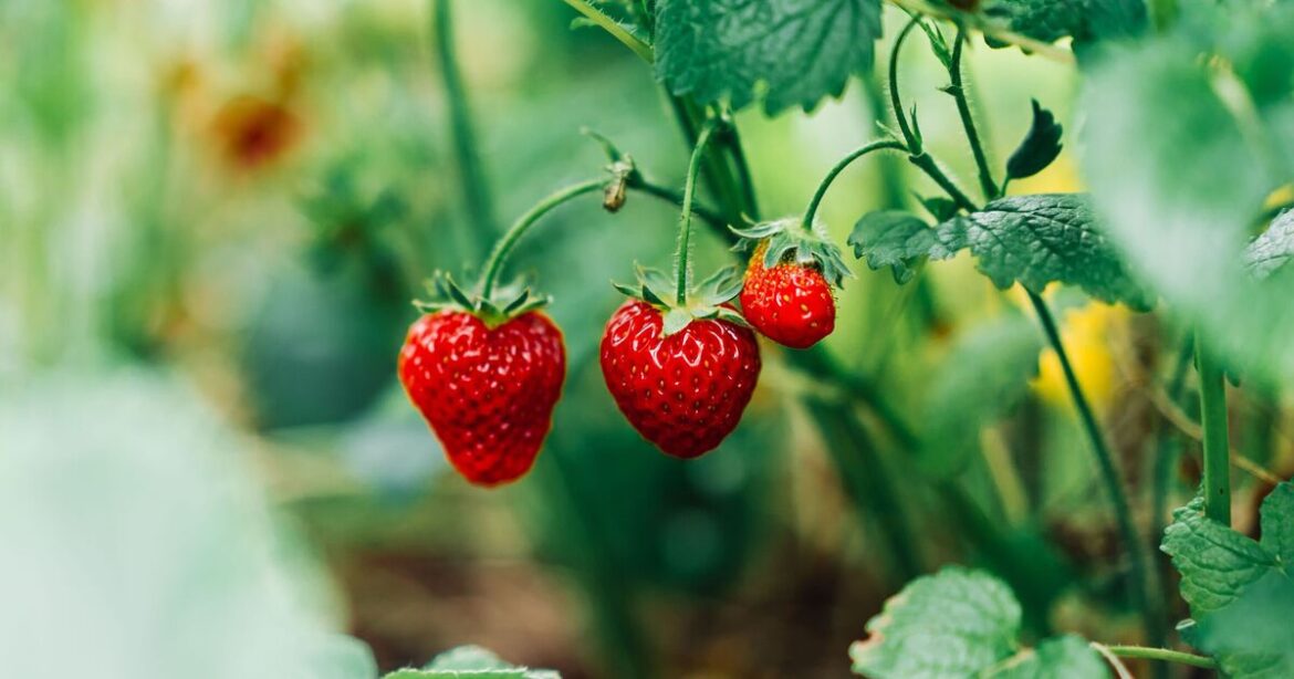 Grow juicier and bigger strawberries with expert’s 1 easy task you must do now