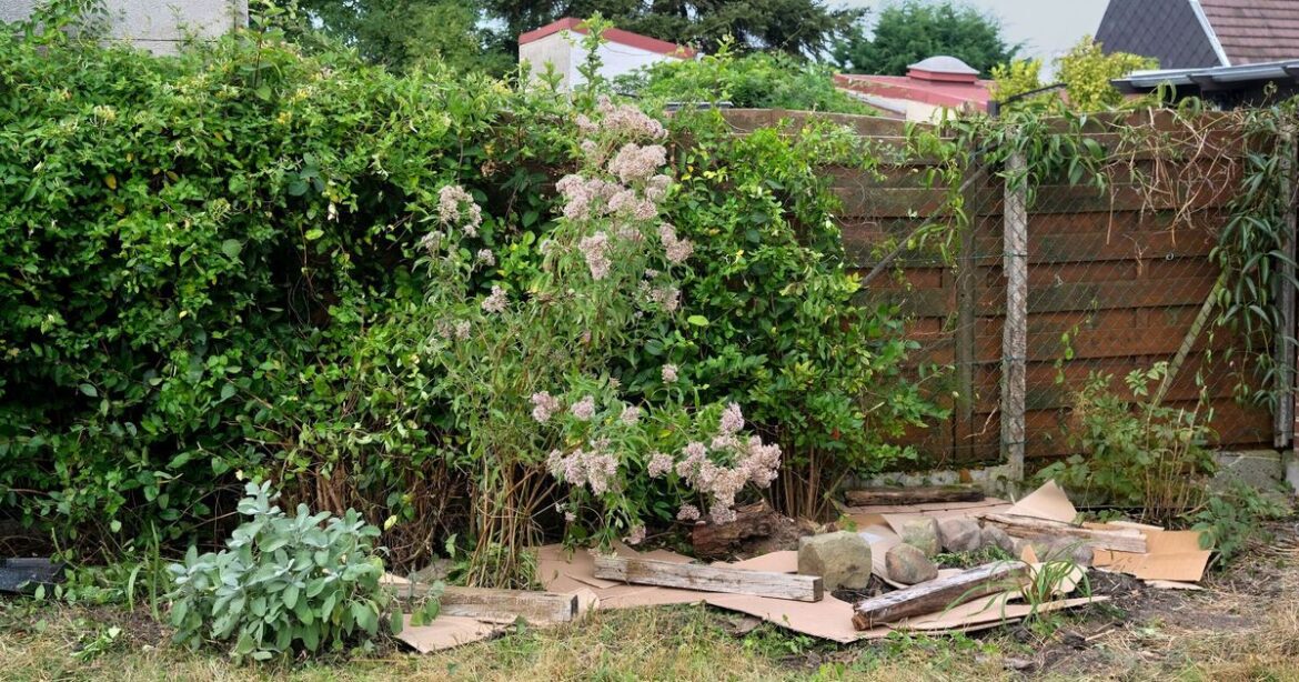 Don’t throw cardboard in the bin – four little known garden uses Don't throw cardboard in the bin - four little known garden uses
