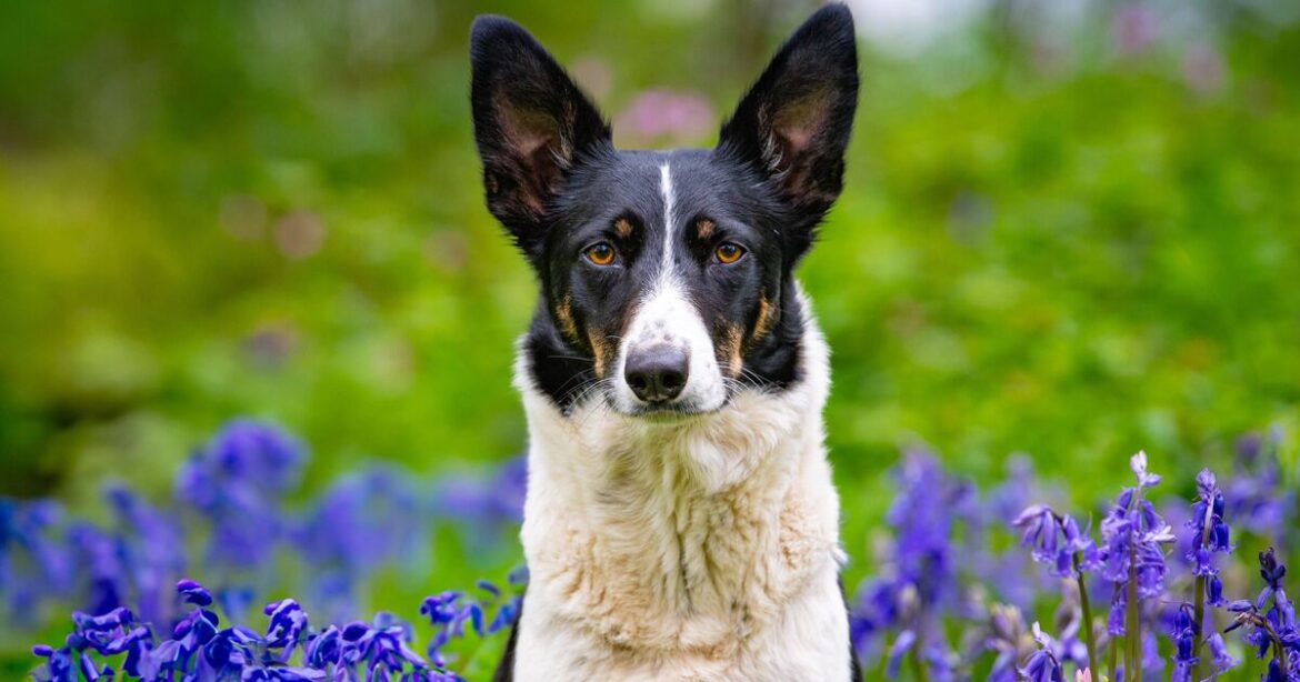 Dog-owning gardeners warned to avoid 14 toxic plants including popular bloom
