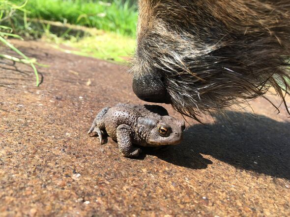Border terrier is inquisitive of garden life