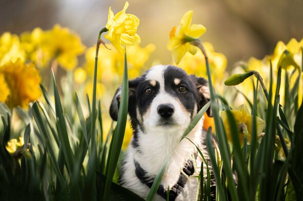 The little puppy sits among the blooming daffodils and looks into the lens. Outdoor photo