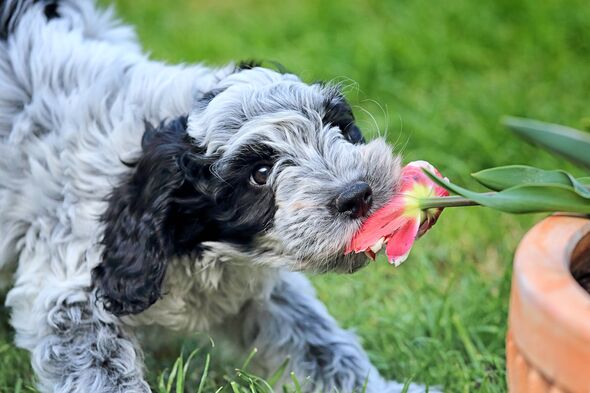 A black and white cockapoo puppy with a tulip flower head in it's mouth.