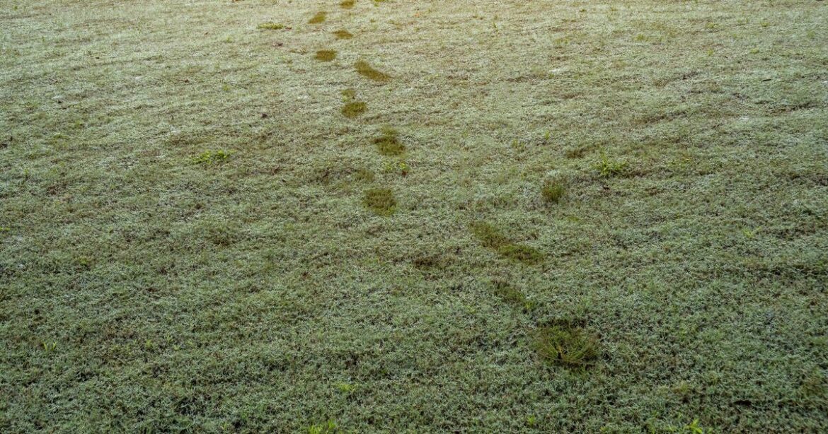 Gardeners urged to carry out 'footprint test' on lawns