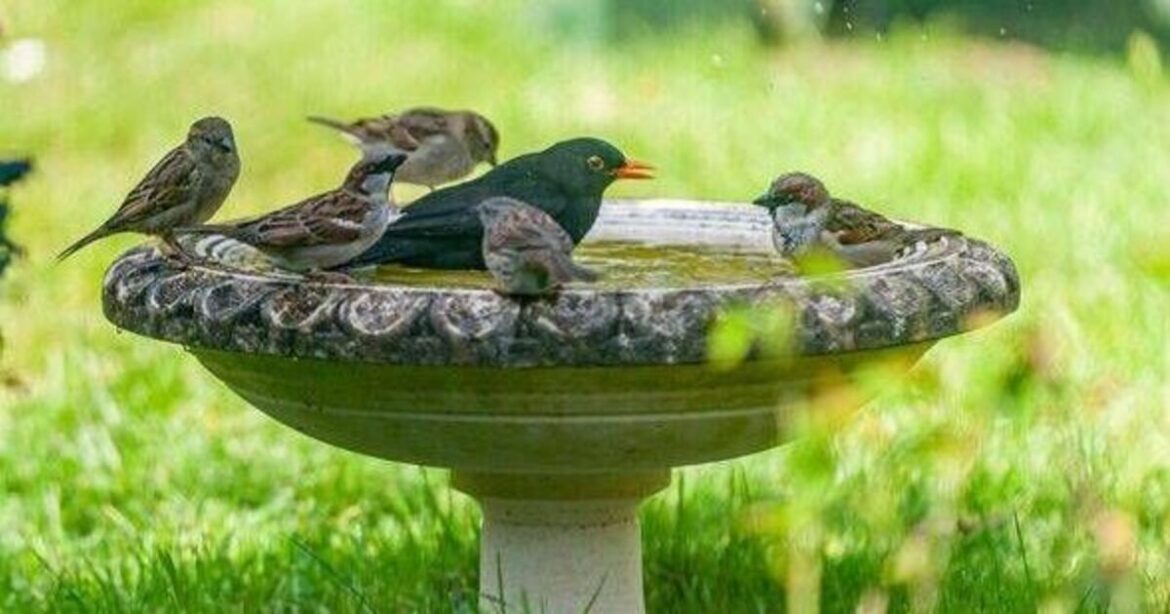 Gardeners urged to put a penny in their birdbaths this summer