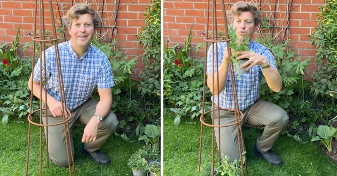 Gardens will burst with colour if 1 climbing flower is planted now Gardens will burst with colour if 1 climbing flower is planted now