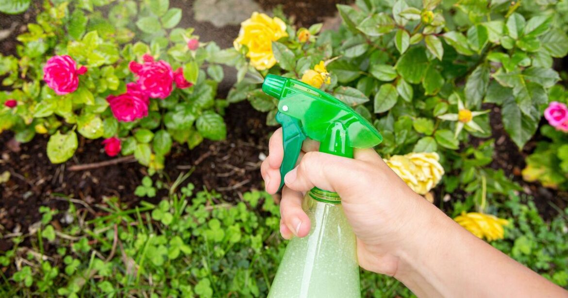 Gardeners urged to put washing up liquid on plants for 'key' reason