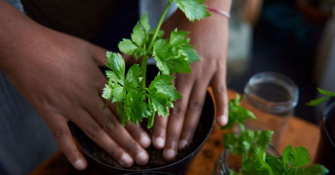 Supermarket parsley will last all year using gardeners tip