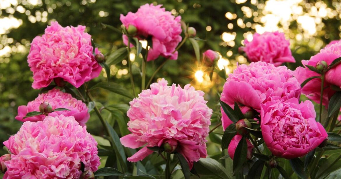 Peonies produce beautiful flowers with 1 daily task