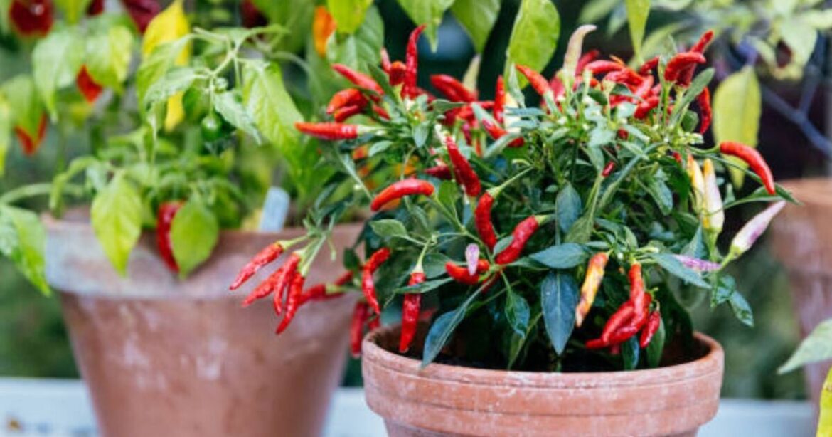 Gardeners with a pepper plant urged to do 1 thing