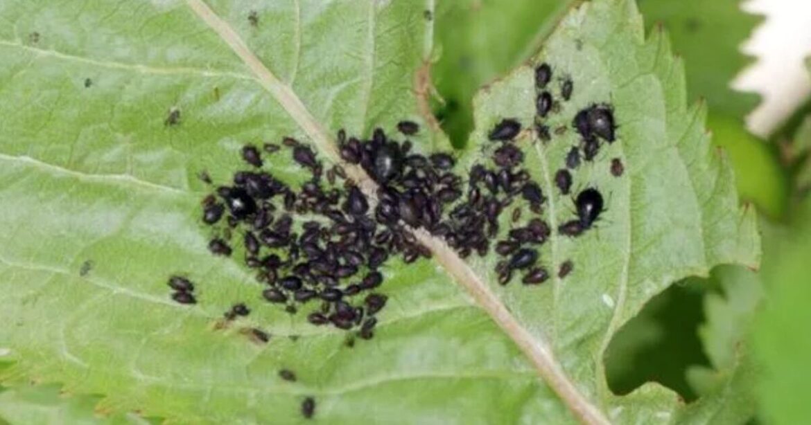 Gardeners urged to pinch out part of 1 vegetable to avoid fly attacks Gardeners urged to pinch out part of 1 vegetable to avoid fly attacks