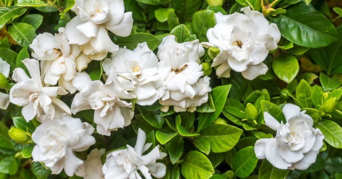 Gardeners urged to pour soda on their flowers this spring