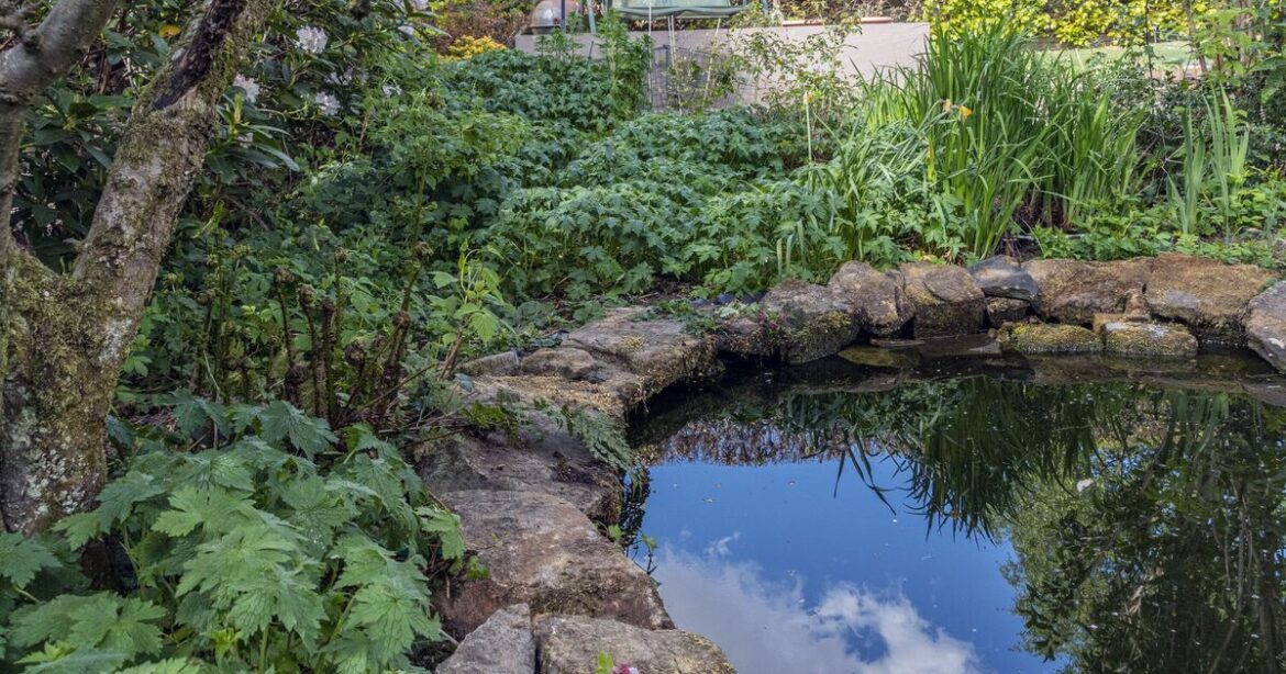 Gardeners urged to check water in garden this May