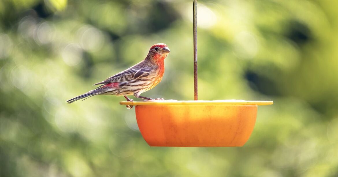 Gardeners urged to wet their bird table on Sunday