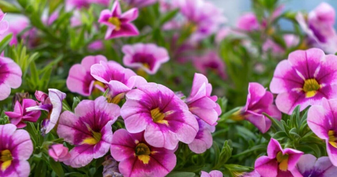 Four plants to plant in spring that 'will last all summer'