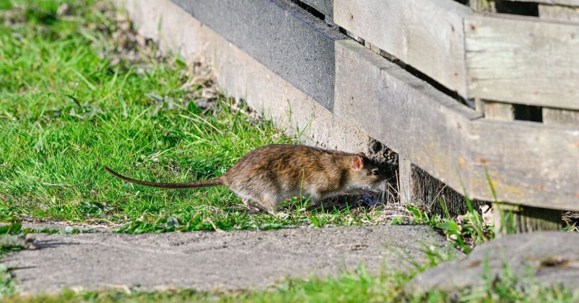 Rats will stay out of your garden 'for good' if you grow 6 plants