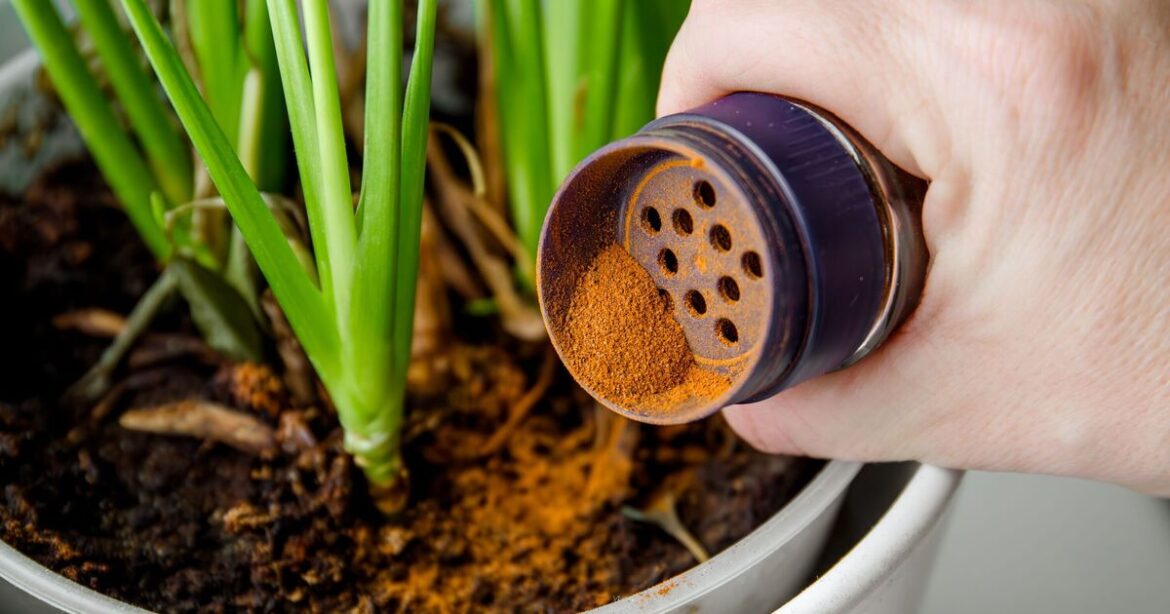 Gardeners urged to sprinkle cinnamon and pour beer all over their garden Gardeners urged to sprinkle cinnamon and pour beer all over their garden