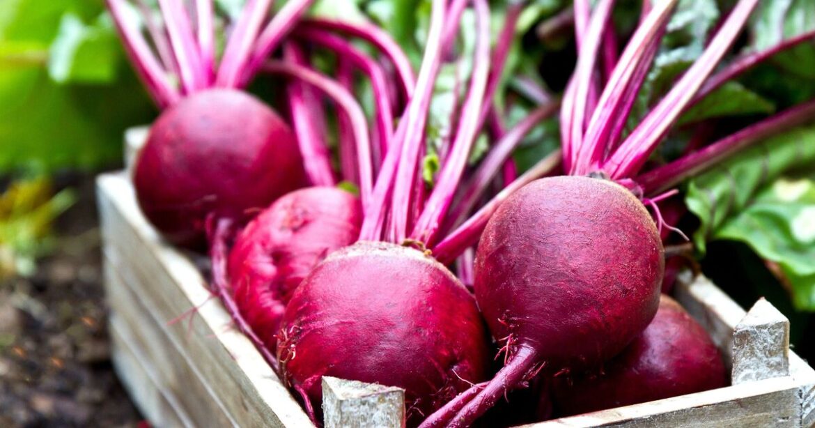 Beetroot flavour will improve if grown with 1 common garden vegetable Beetroot flavour will improve if grown with 1 common garden vegetable