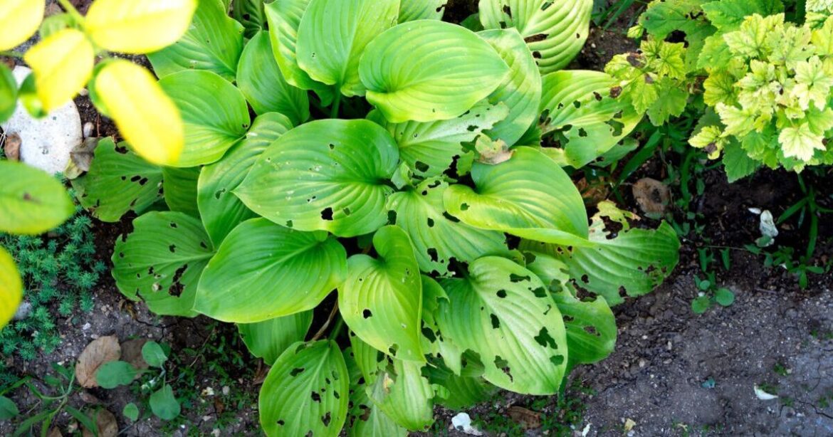 Warning to gardeners as plant-eating insect to ruin gardens in May