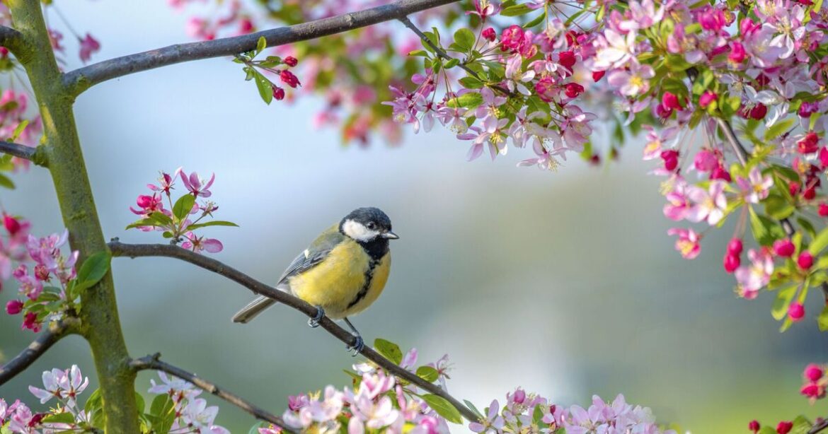 Gardeners urged to leave porridge in their gardens