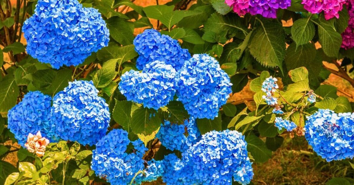 Hydrangeas will bloom in the hot weather if you avoid 1 common mistake in May
