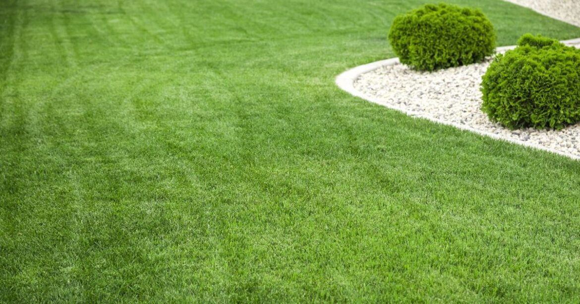 How to grow greener lawn naturally with 1 nutrient-packed item gardener loves How to grow greener lawn naturally with 1 nutrient-packed item gardener loves