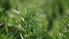 Rosemary