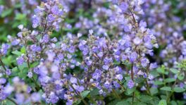 Catnip