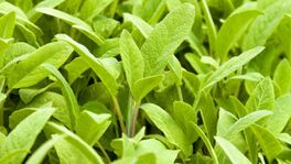 Sage