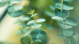 Eucalyptus