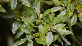 Bay Laurel 
