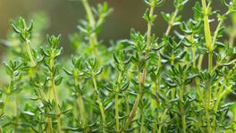 Thyme