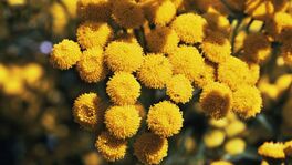 Tansy
