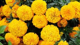 Marigold