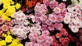 Chrysanthemum
