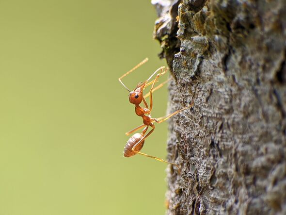 Weaver ants or Oecophylla are walking on a tree trunk