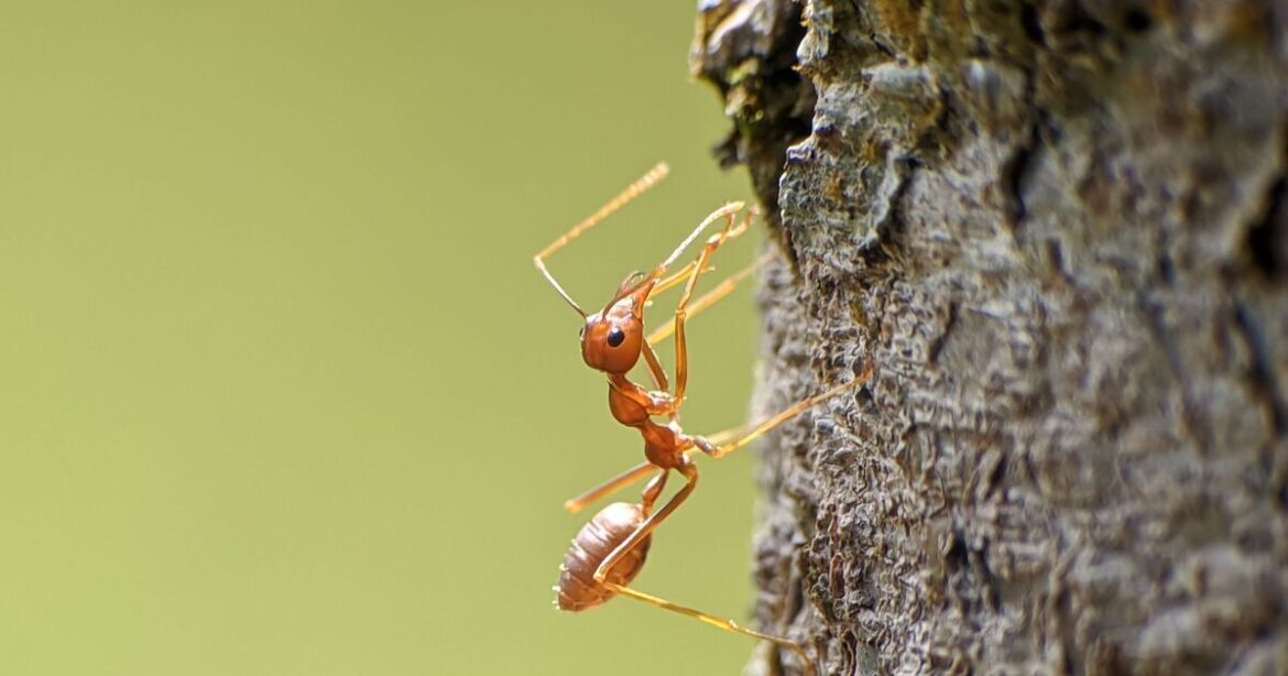 Ants hate these 14 plants – as gardeners urged to ‘plant them now’ Ants hate these 14 plants - as gardeners urged to 'plant them now'