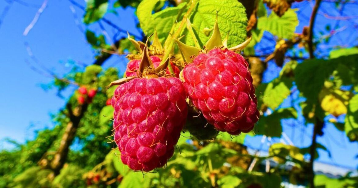 Raspberries will grow bigger berries if you add 1 natural item to their soil