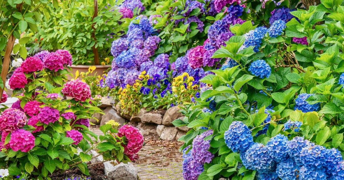 'Neighbours are jealous of my garden - here’s 1 way I make my hydrangeas enormous’