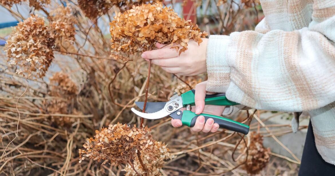 Gardeners warned one May job will leave hydrangeas brown and burnt | UK | News