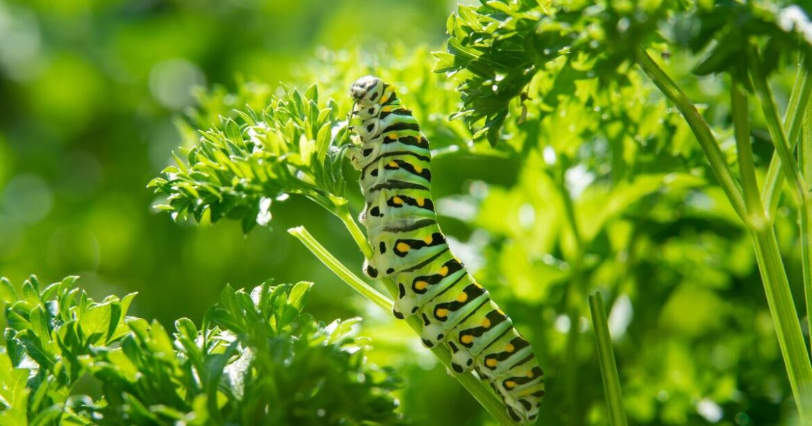 Caterpillars won’t ruin your plants if you leave wedding veil in your garden Caterpillars won't ruin your plants if you leave wedding veil in your garden