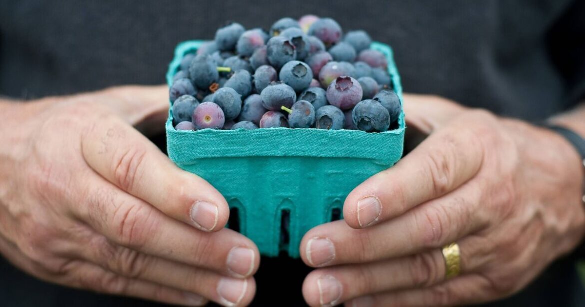 Stop buying blueberries as £2 gardening job could save you