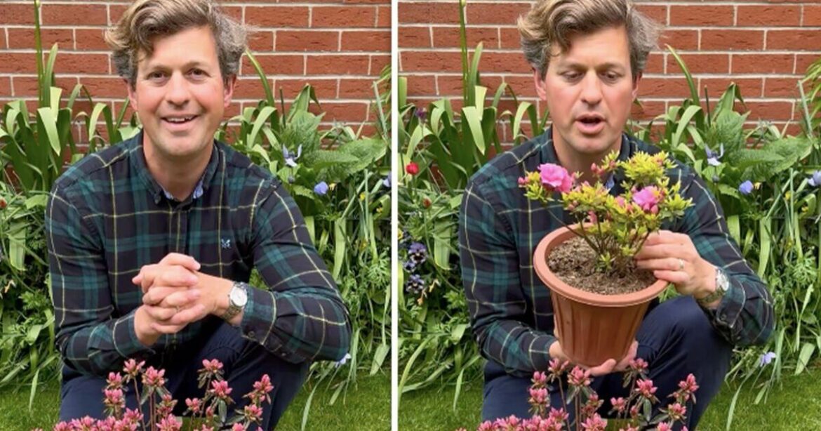 Flowers will bloom in gardens year after year if 1 must-have shrub is planted