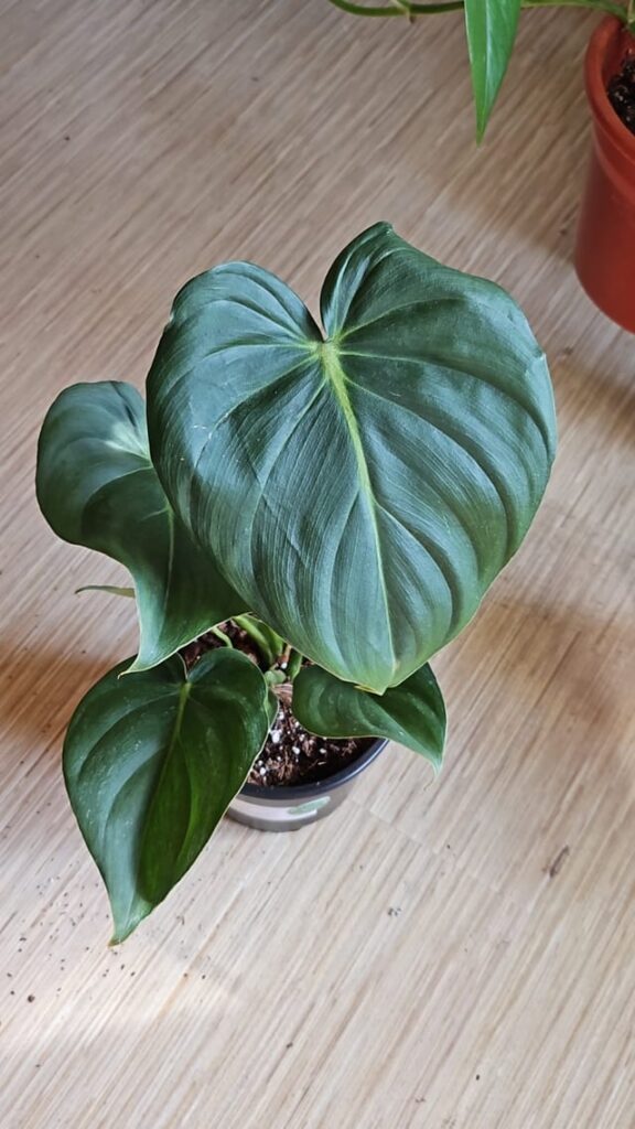 Ph. Dean Mcdowell Help! Ph. Dean Mcdowell Help!